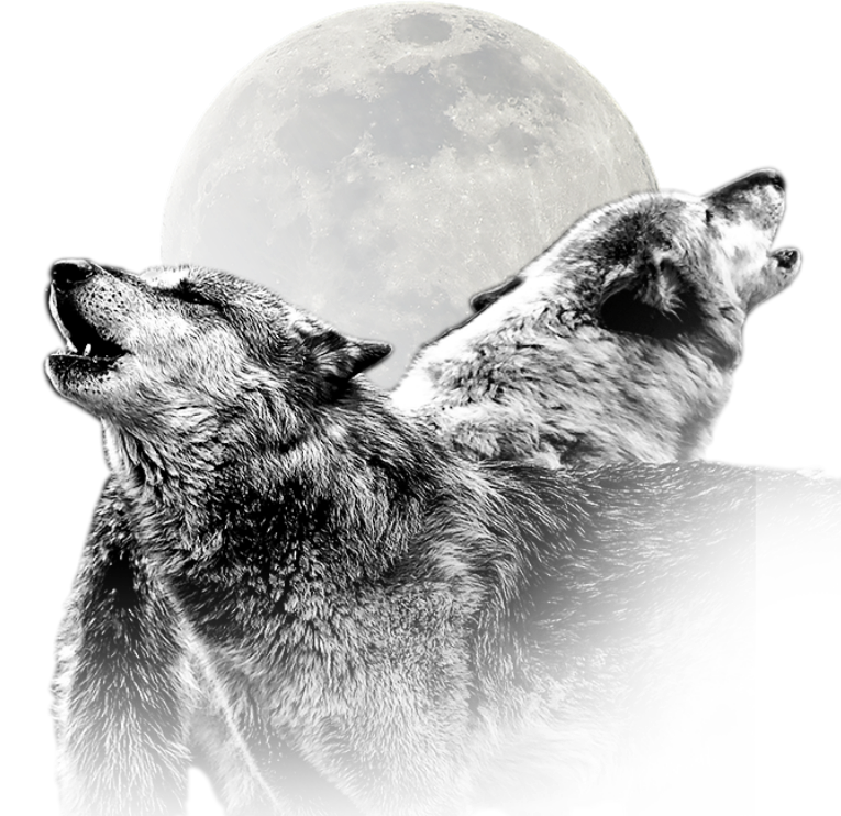 Two very pretty wolves howling in front of the moon.